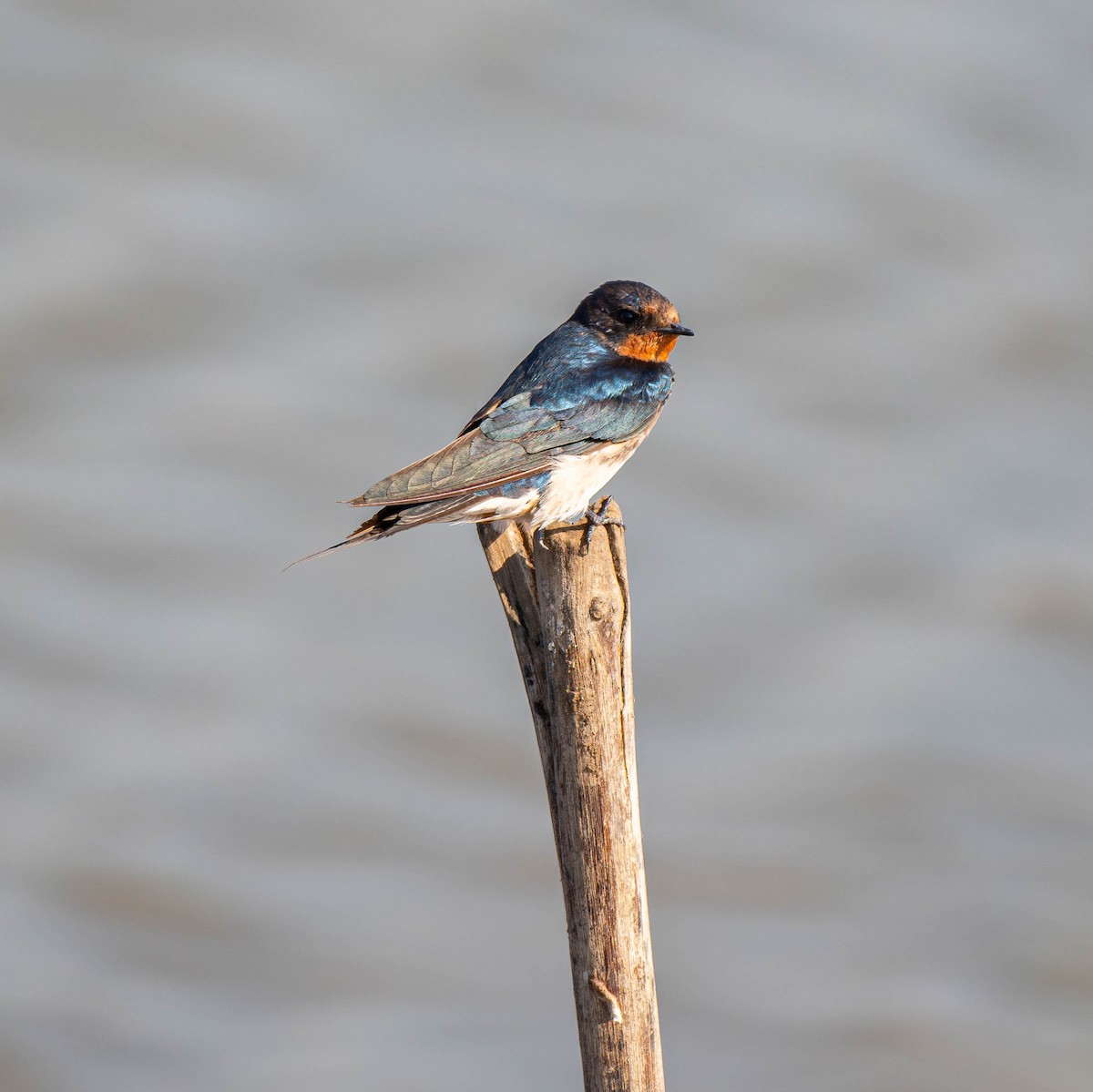 家燕 - ML647879730