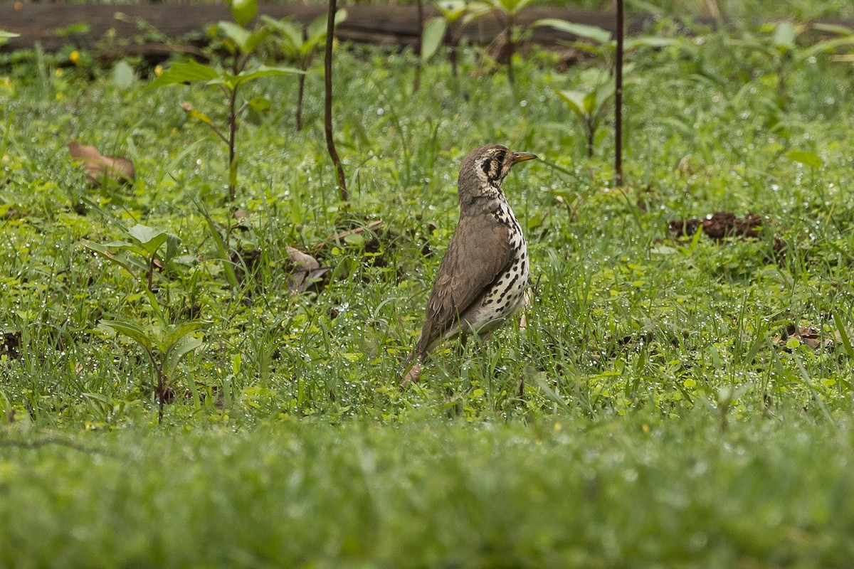 Groundscraper Thrush - ML647879739