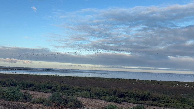 Кулик-сорока євразійський - ML647879752