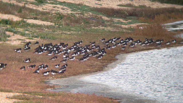Кулик-сорока євразійський - ML647879753