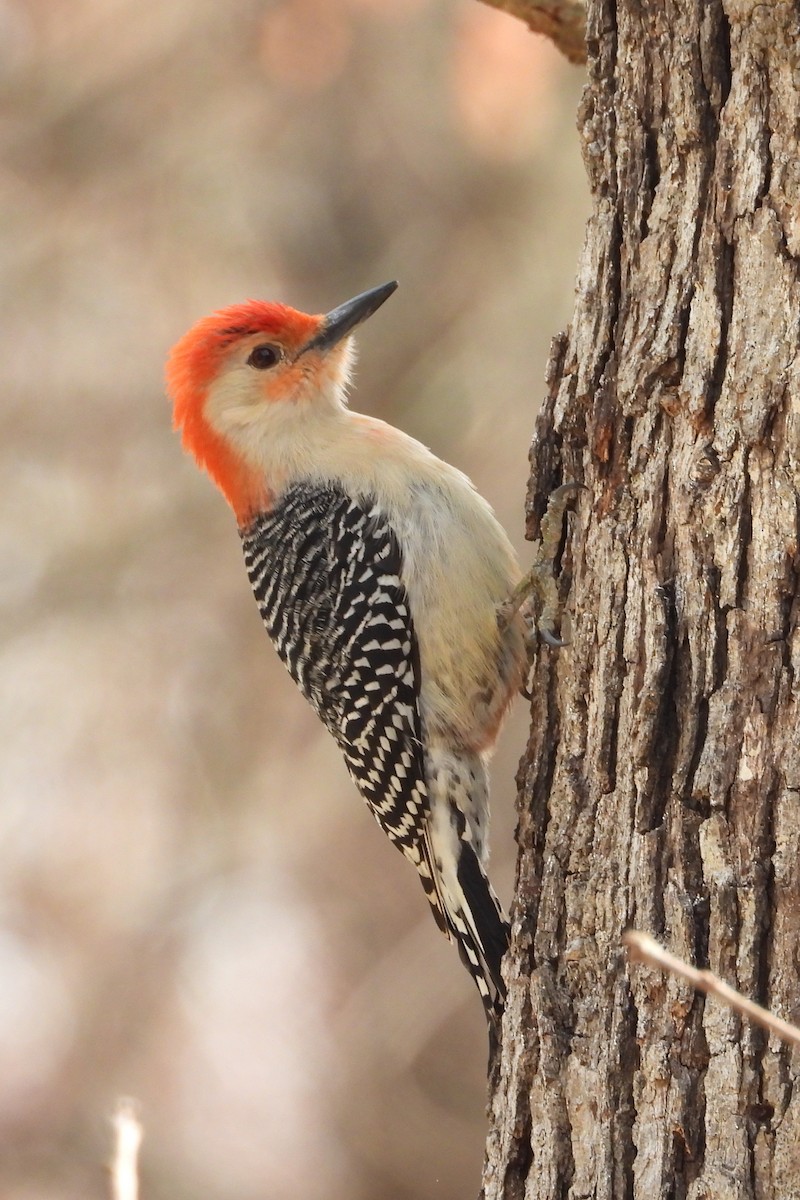 Red-bellied Woodpecker - ML647879759