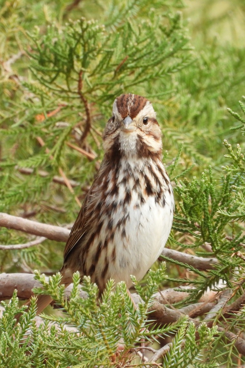 Song Sparrow - ML647879760