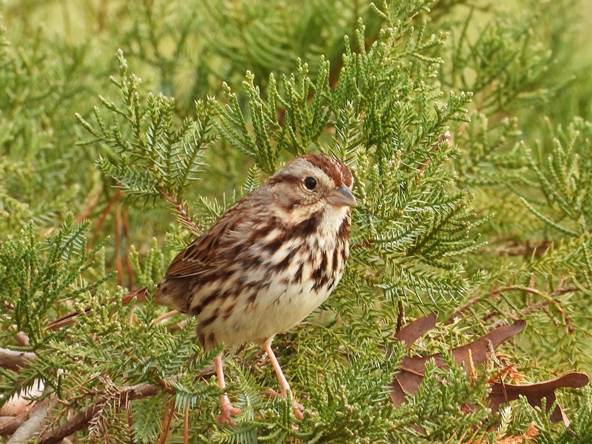 Song Sparrow - ML647879761