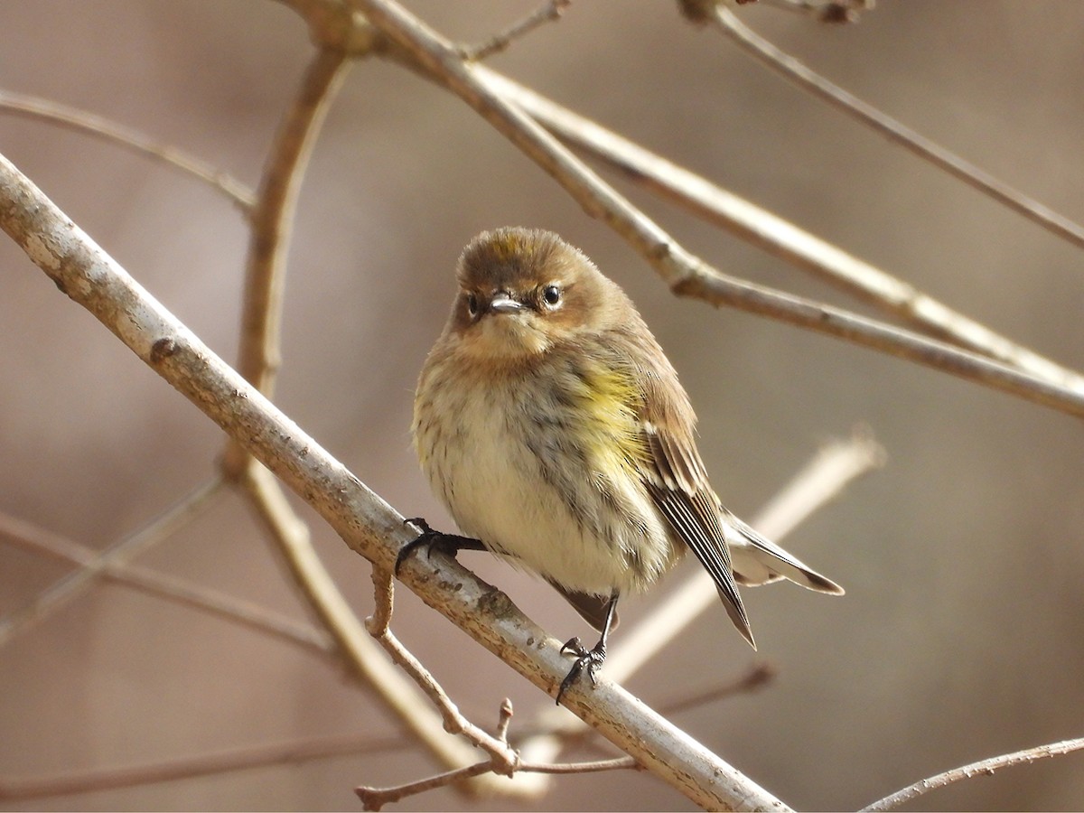 Yellow-rumped Warbler - ML647879764
