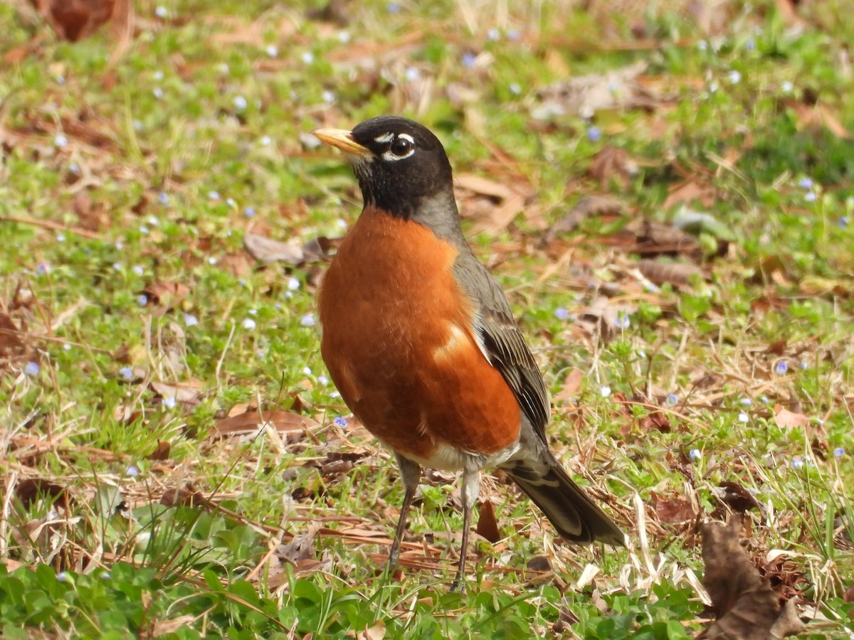 American Robin - ML647879767