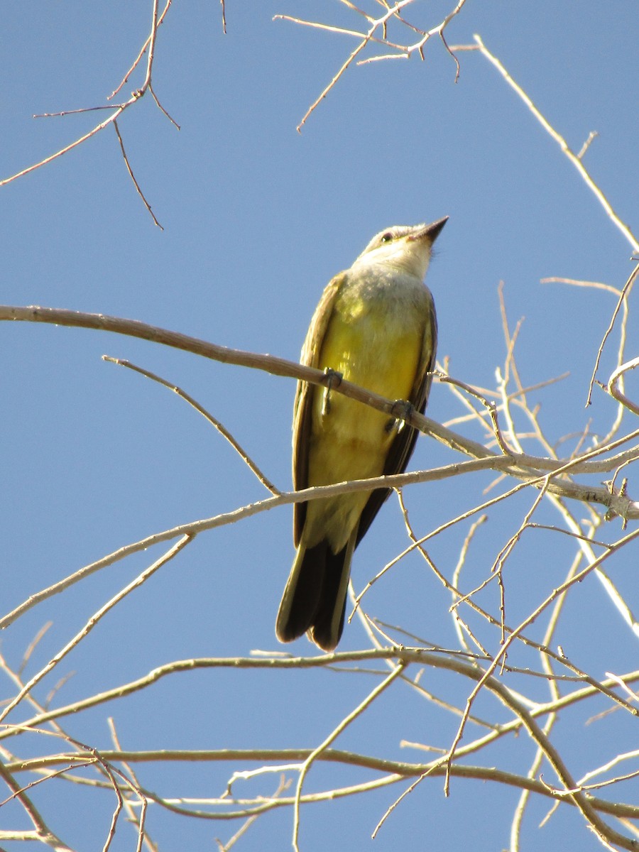 Tyran de l'Ouest - ML647879787