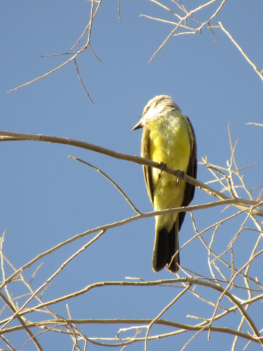 Tyran de l'Ouest - ML647879789