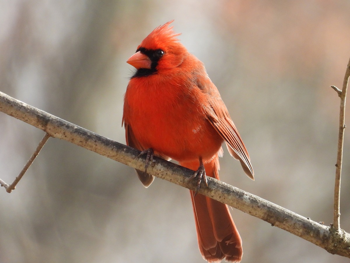 rødkardinal - ML647879809