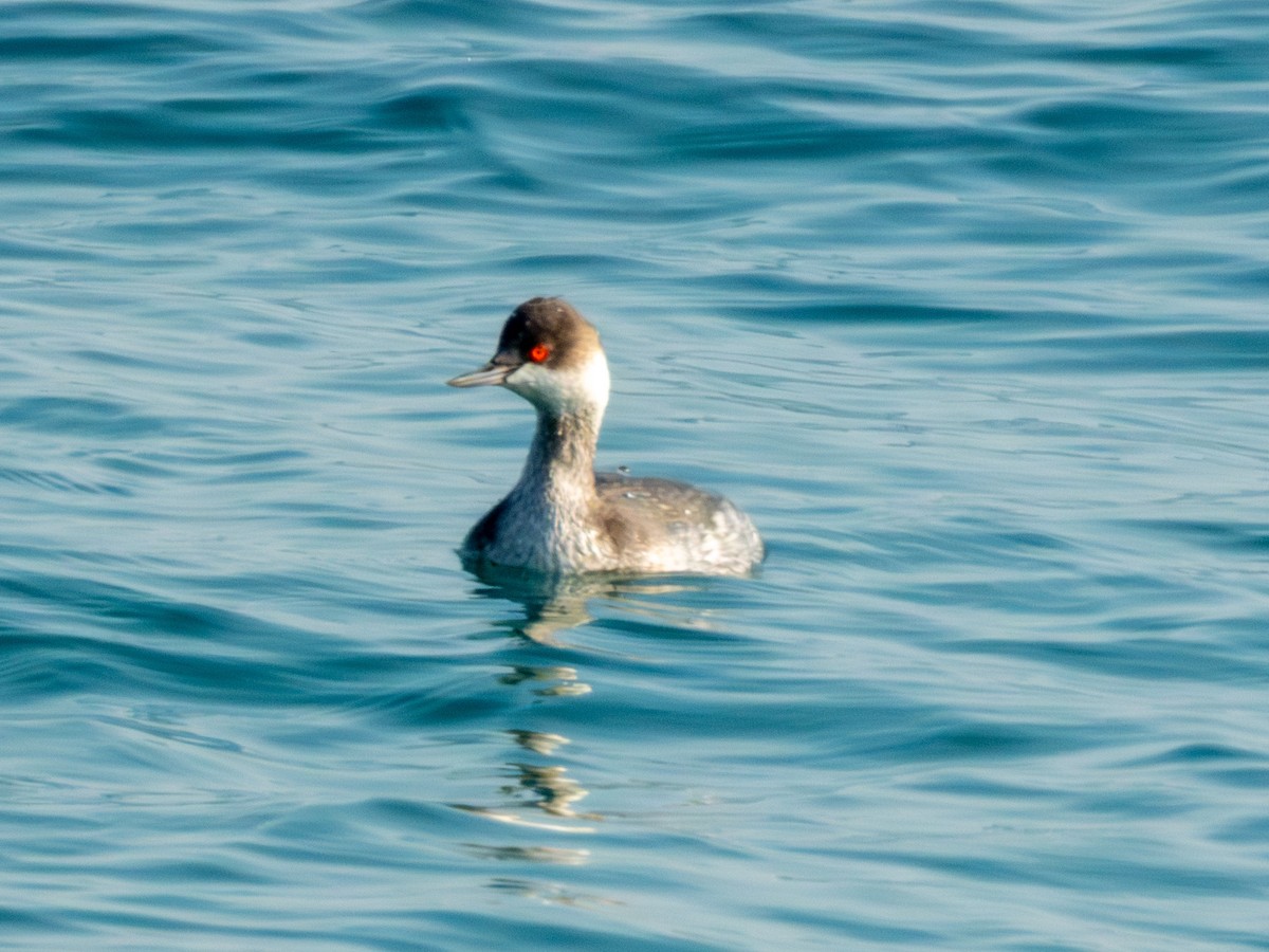 Eared Grebe - ML647879819