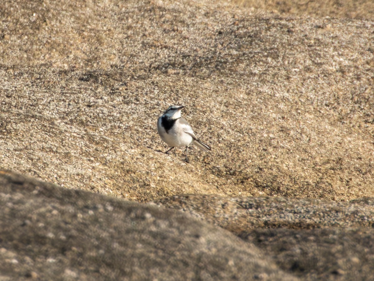 Bergeronnette grise - ML647879823