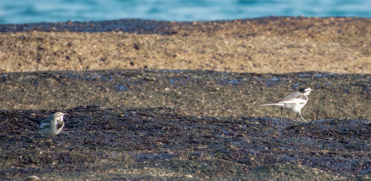 Bergeronnette grise - ML647879824