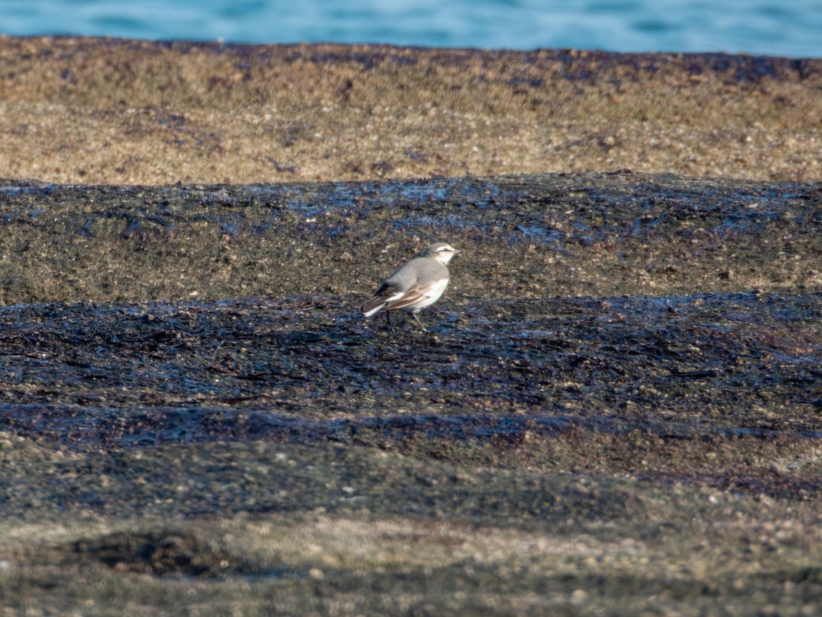 Bergeronnette grise - ML647879825