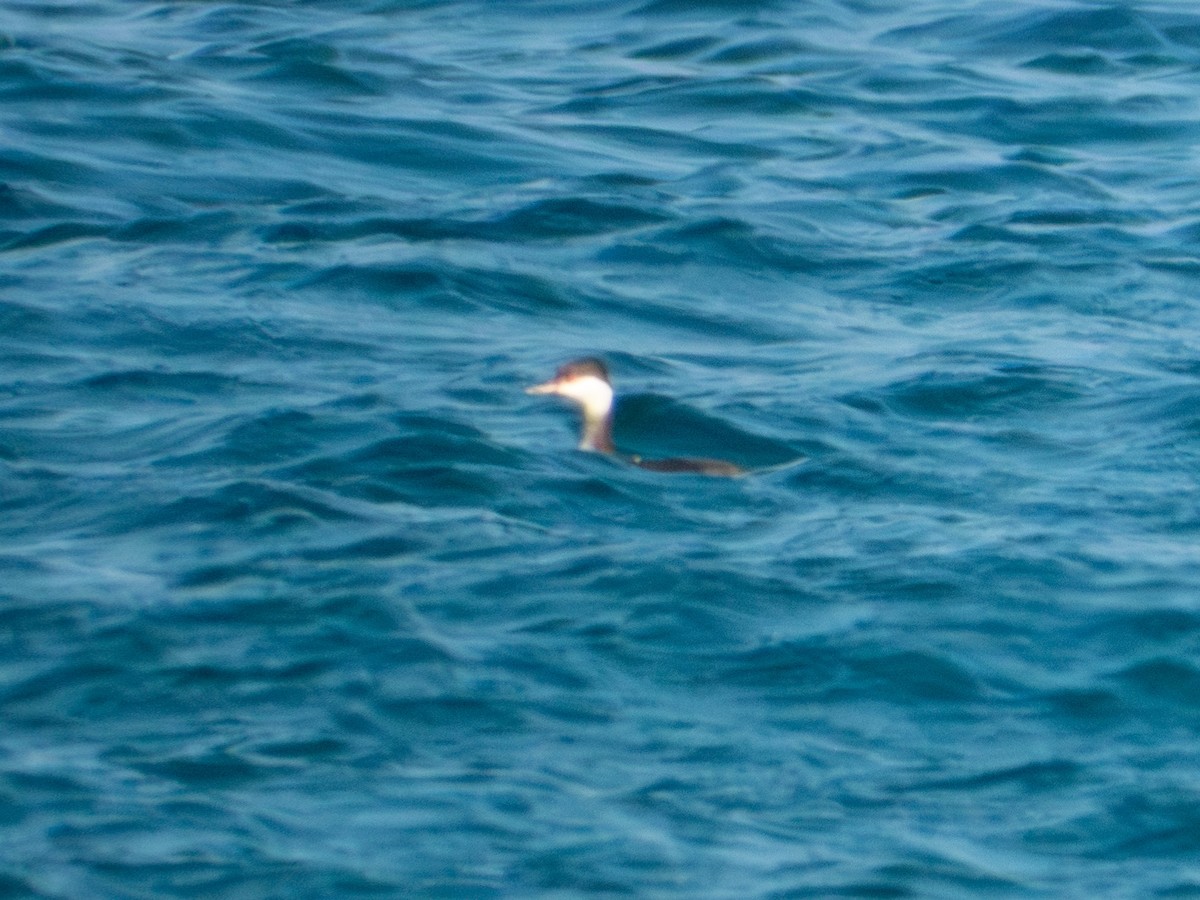 Horned Grebe - ML647879830