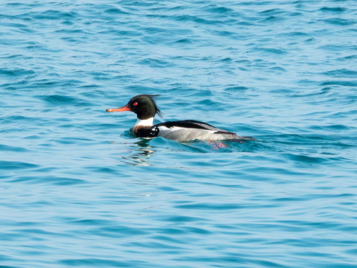 Red-breasted Merganser - ML647879838