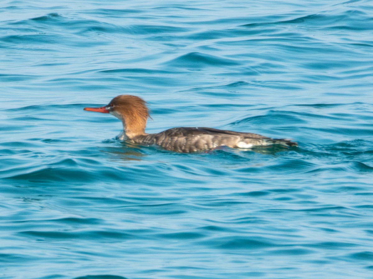 Red-breasted Merganser - ML647879839