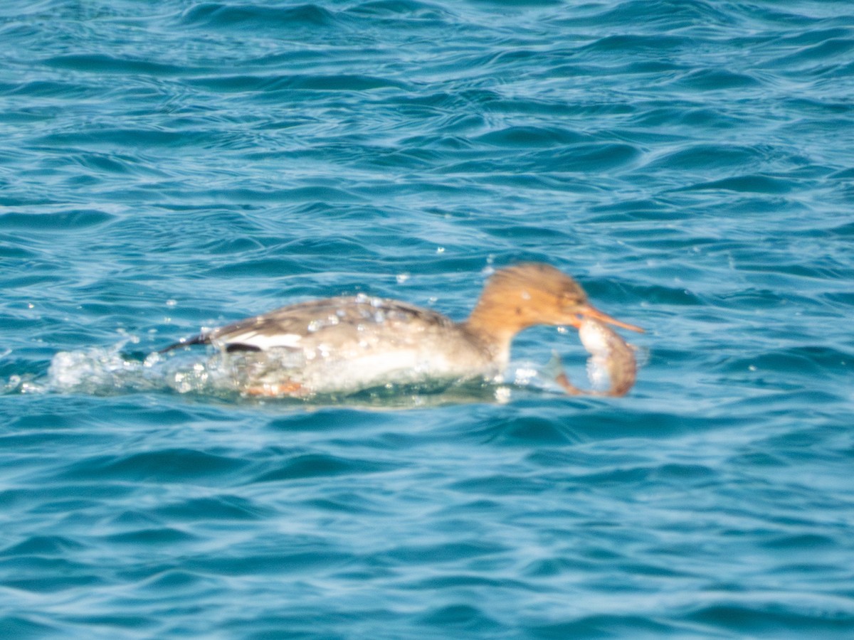 Red-breasted Merganser - ML647879840