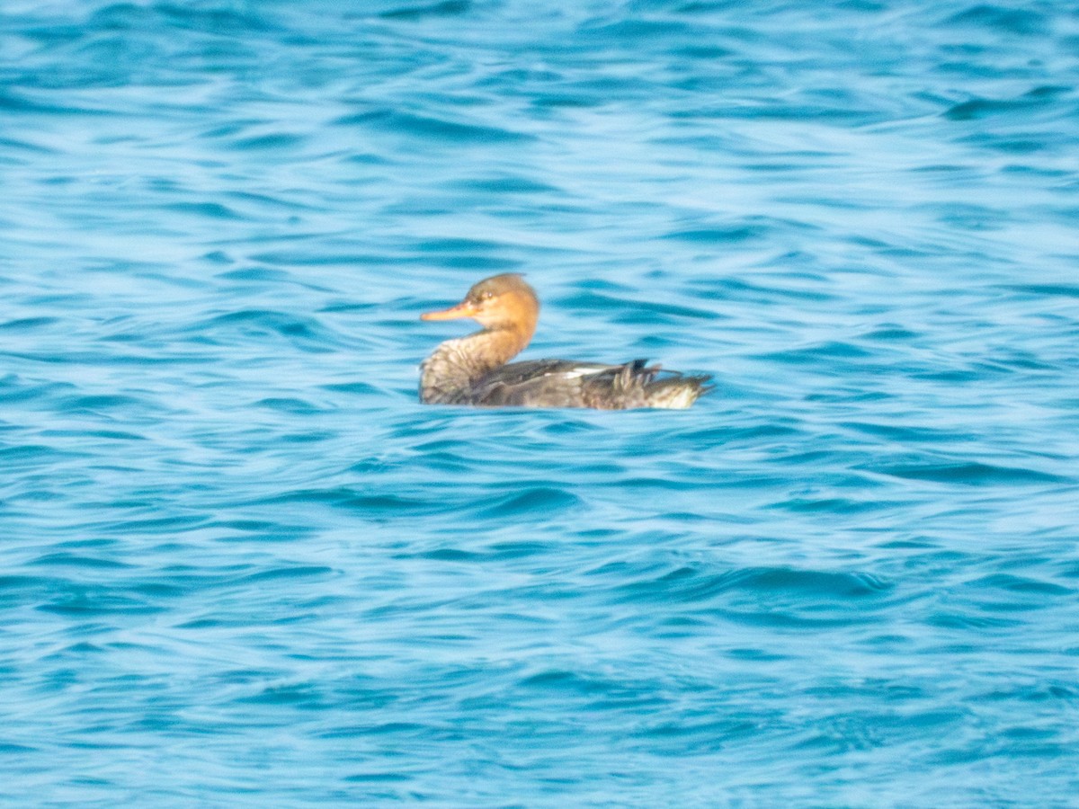 Red-breasted Merganser - ML647879841