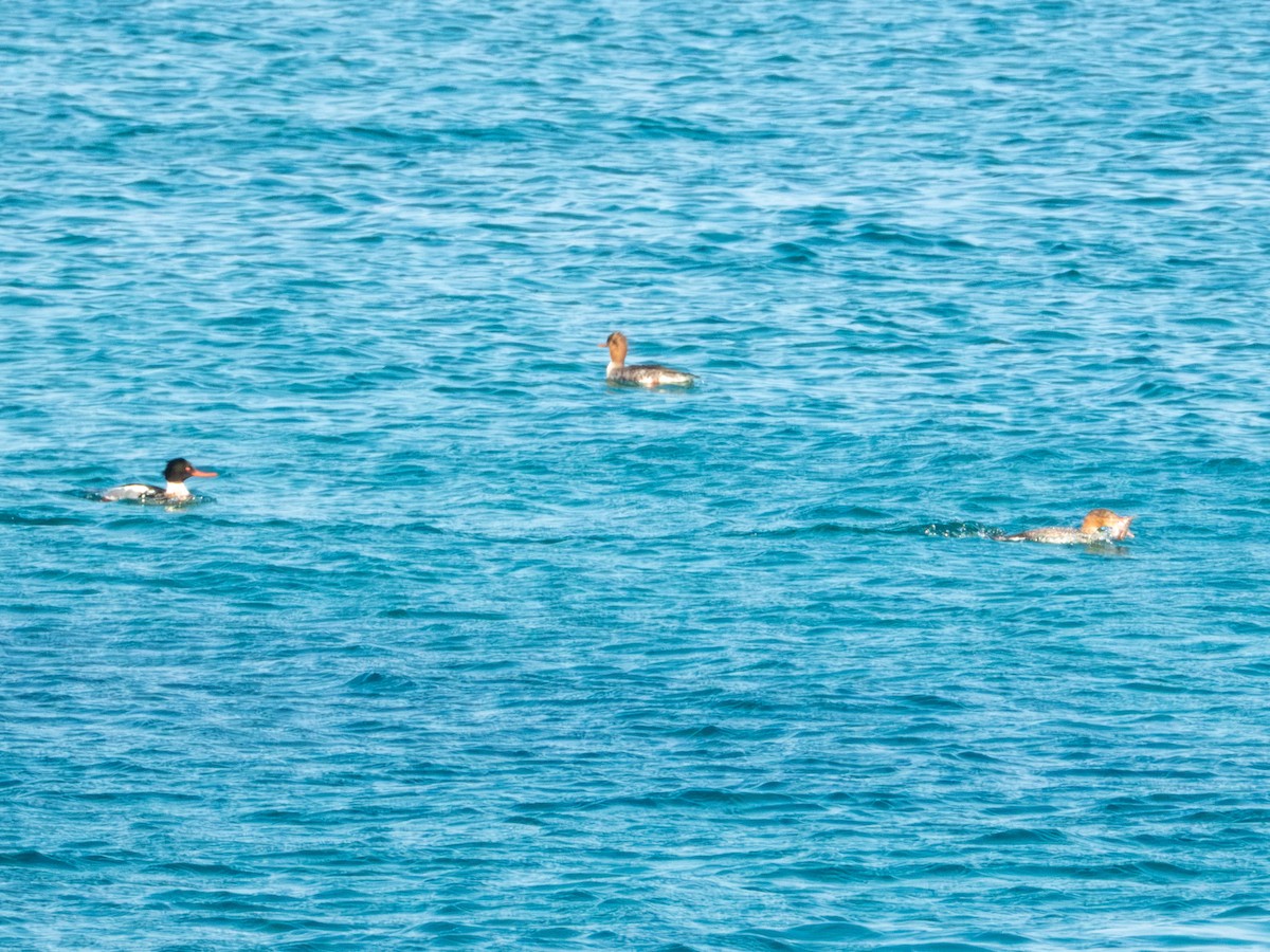 Red-breasted Merganser - ML647879842