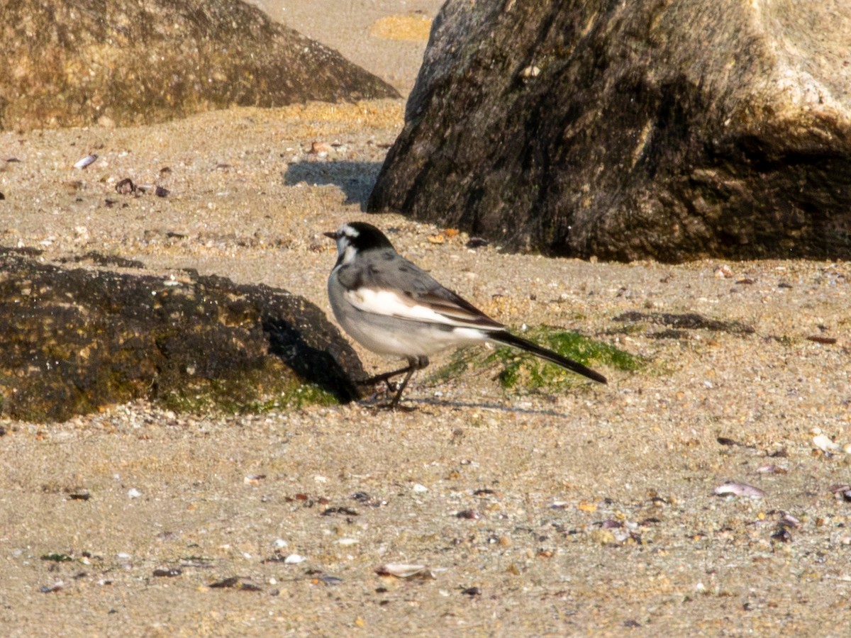 Bergeronnette grise - ML647879847