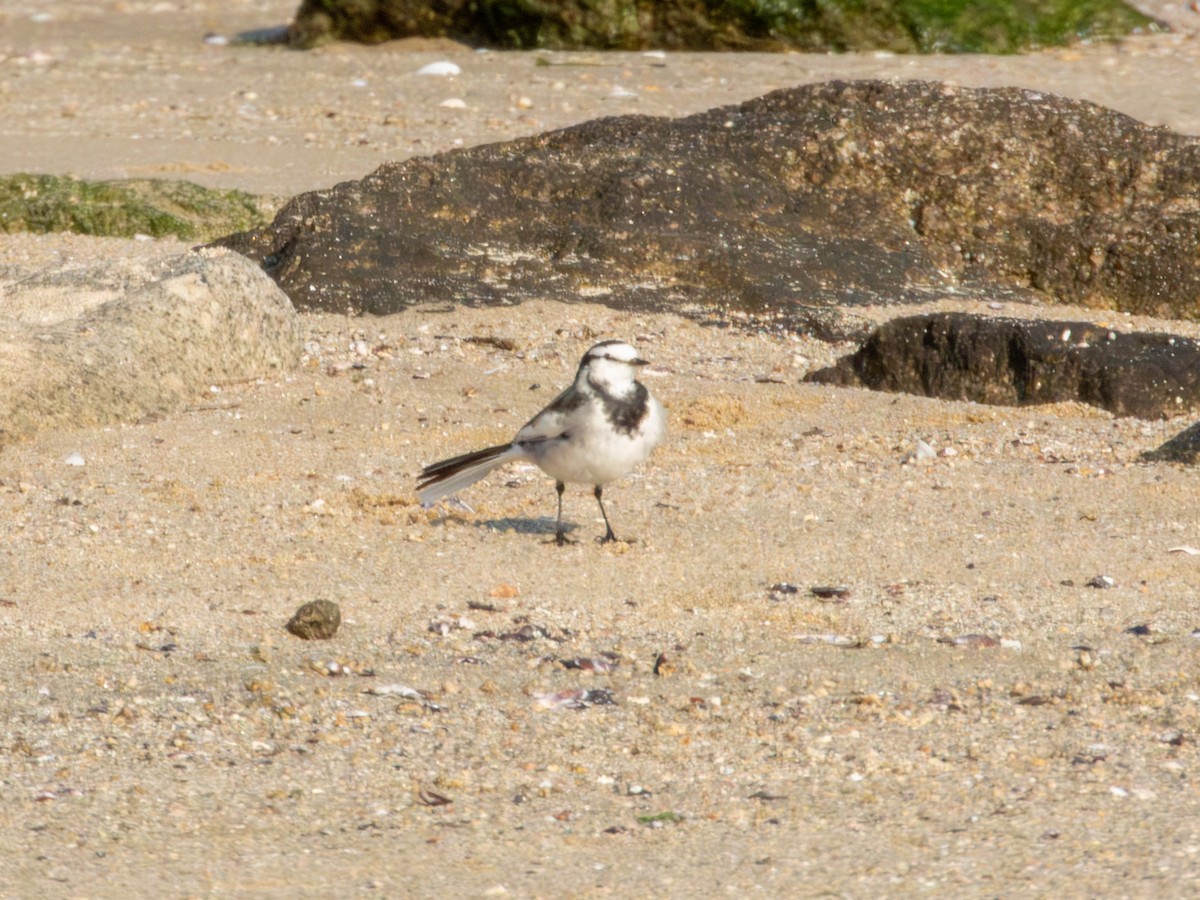 Bergeronnette grise - ML647879848