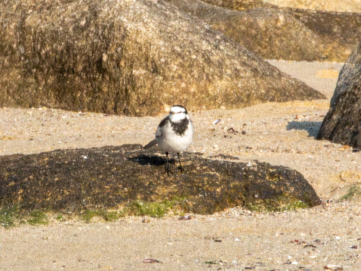 Bergeronnette grise - ML647879849