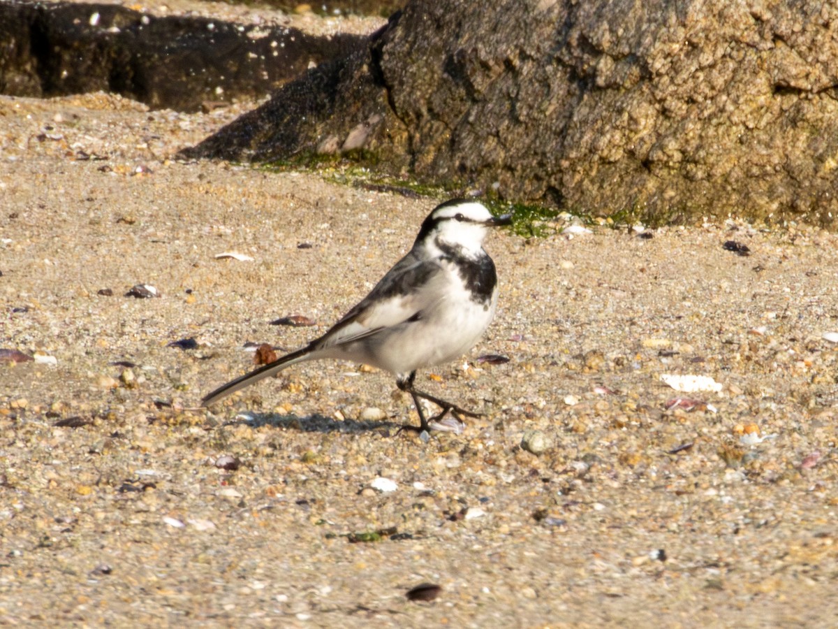 Bergeronnette grise - ML647879850