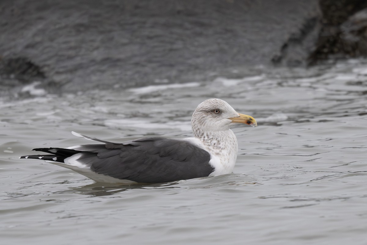 Gaviota Sombría - ML647879881