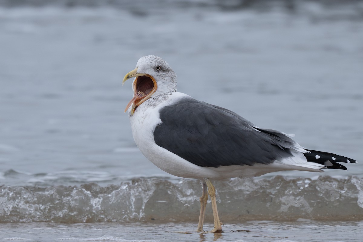 Gaviota Sombría - ML647879888
