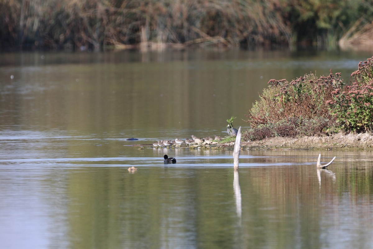 Cüce Kumkuşu - ML647879896