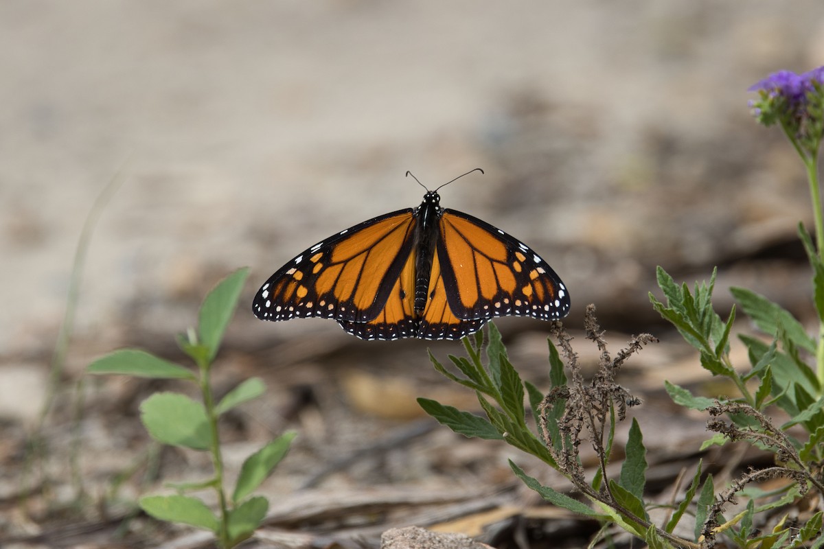 Monarch - ML647879898