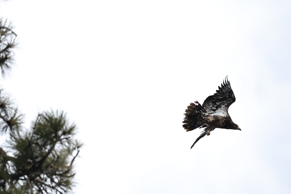 Ak Başlı Kartal - ML647879901