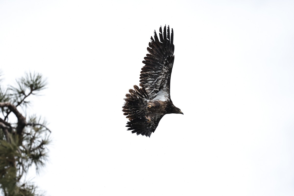 Ak Başlı Kartal - ML647879902