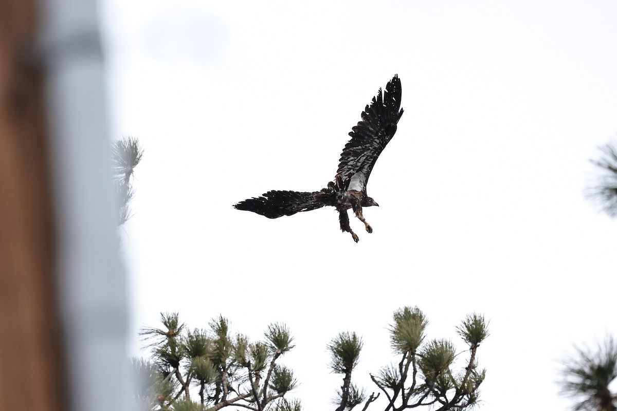 Ak Başlı Kartal - ML647879903