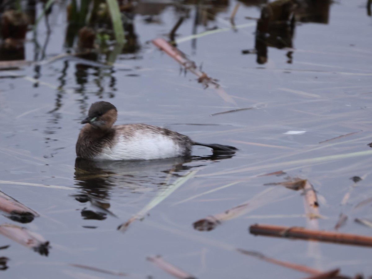 Küçük Batağan - ML647879904