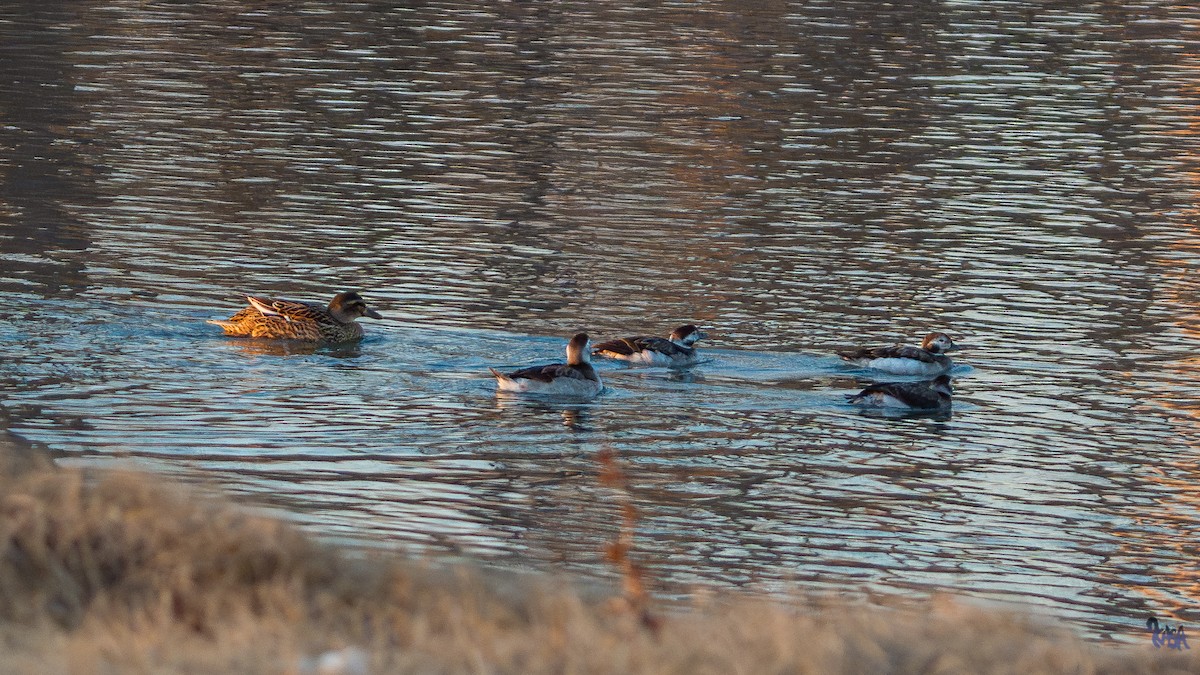 Telkuyruk - ML647879906