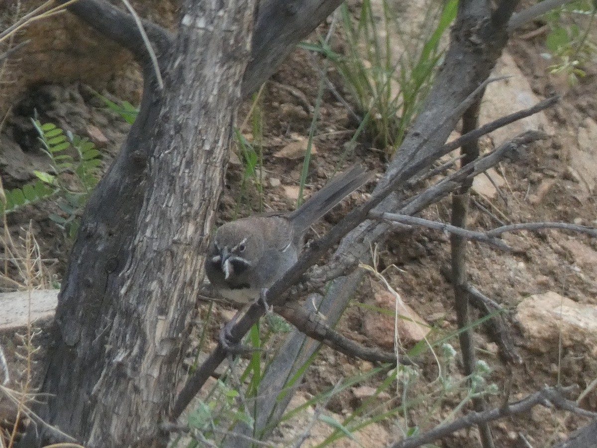 Beş Çizgili Serçe - ML647879907