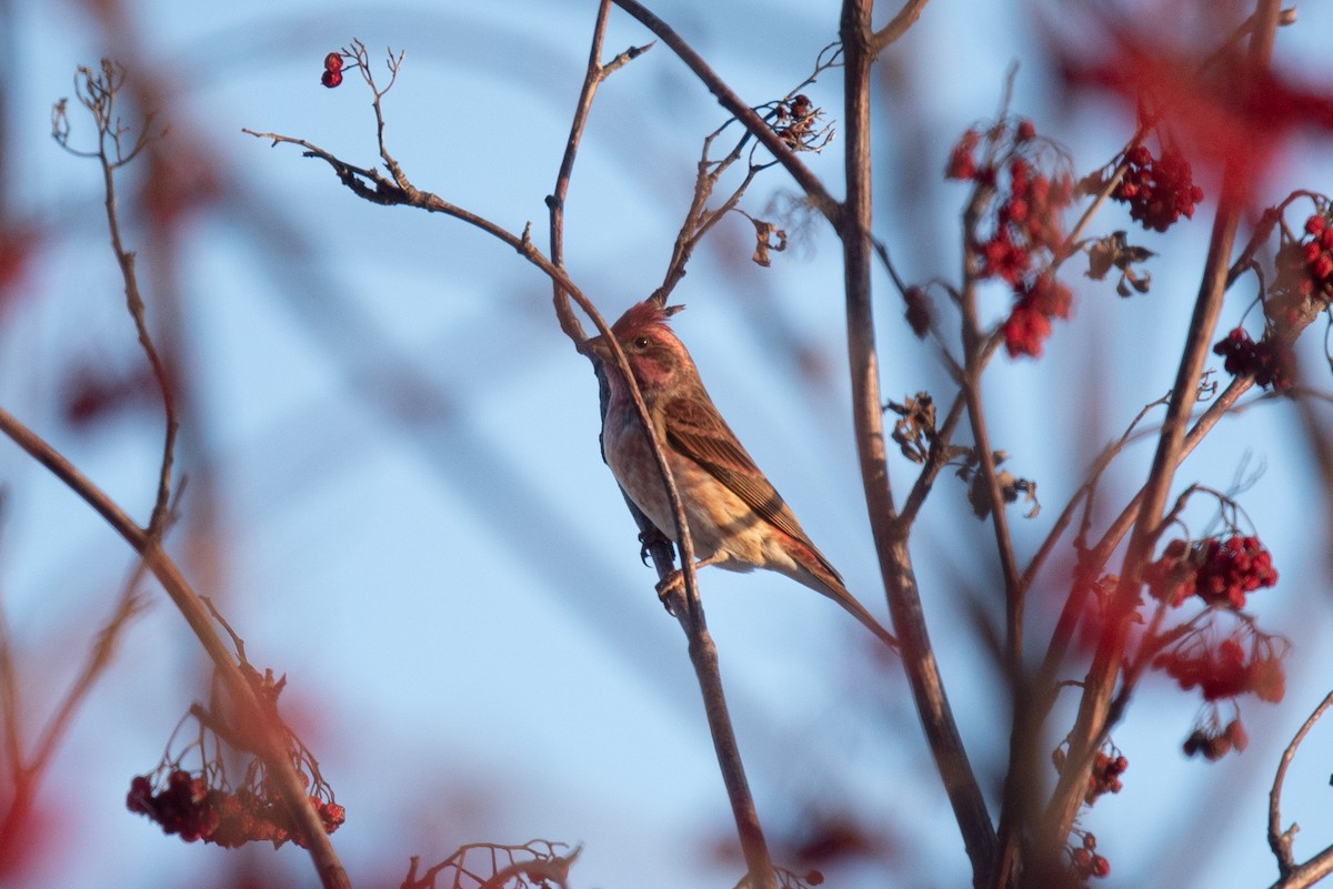 purpurfink - ML647879908