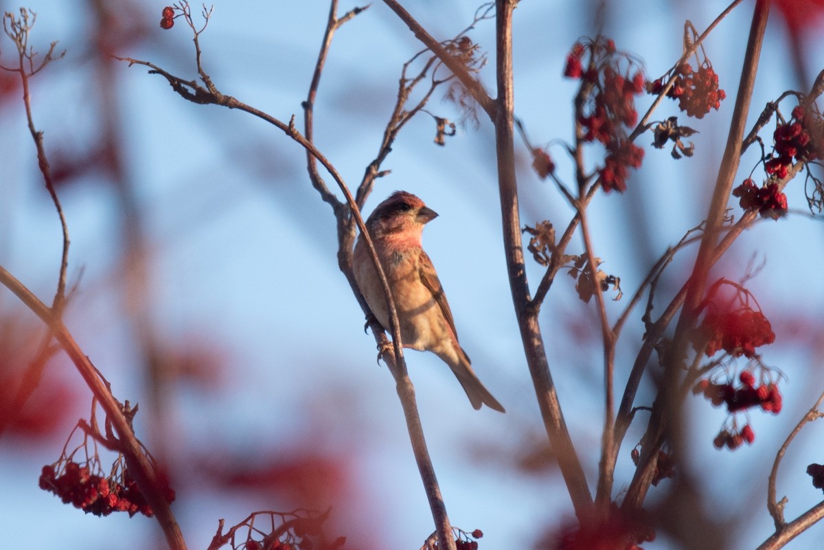 purpurfink - ML647879909