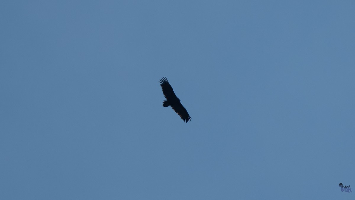 Kara Akbaba - ML647879914