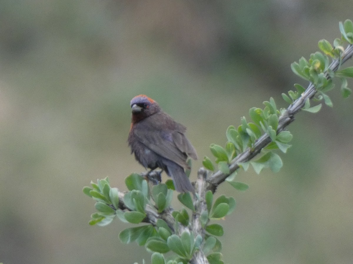 Değişken Renkli Çinte - ML647879915