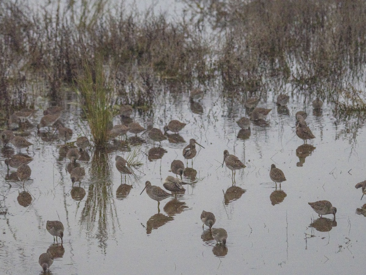 Limnodromo pettorossiccio - ML647879918