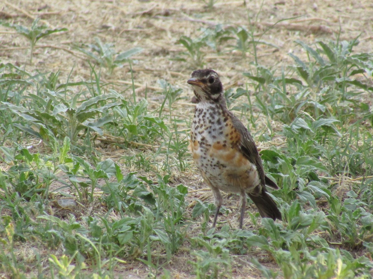 Göçmen Ardıç - ML647879922