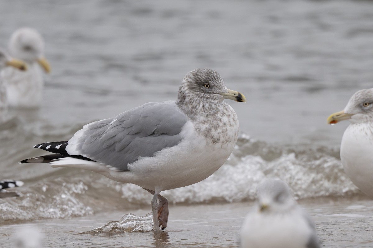 Amerika Gümüş Martısı - ML647879923