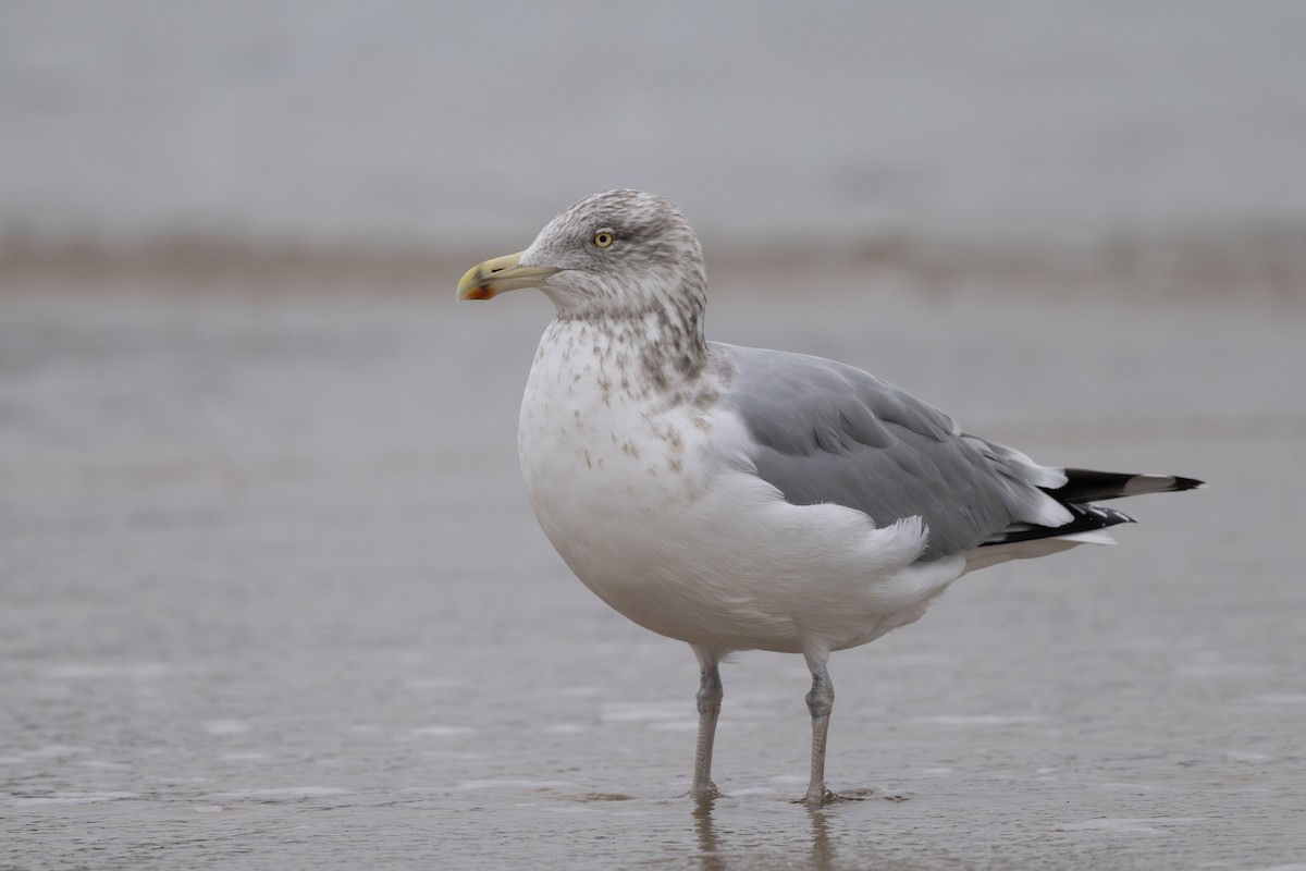 Amerika Gümüş Martısı - ML647879924