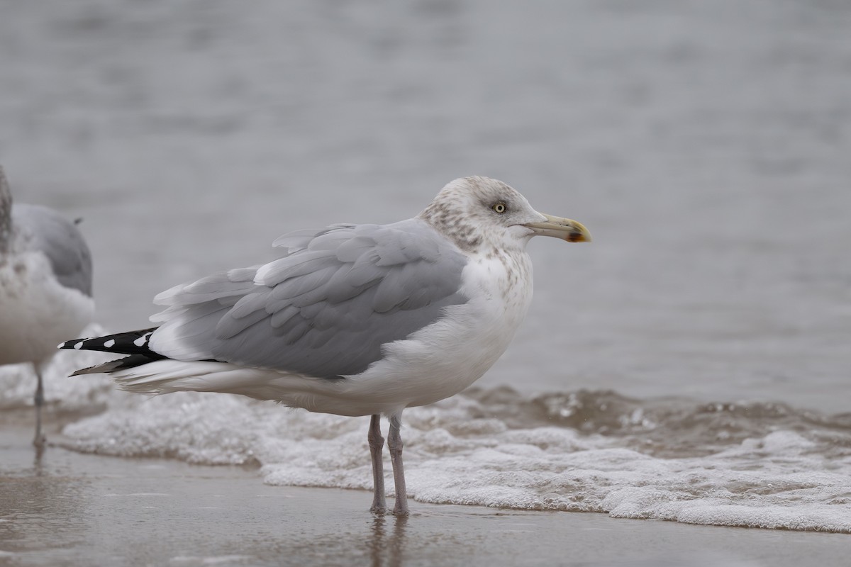 Amerika Gümüş Martısı - ML647879925