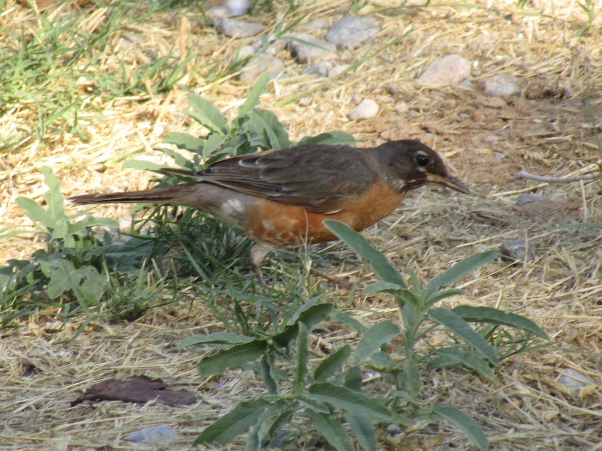 American Robin - ML647879927