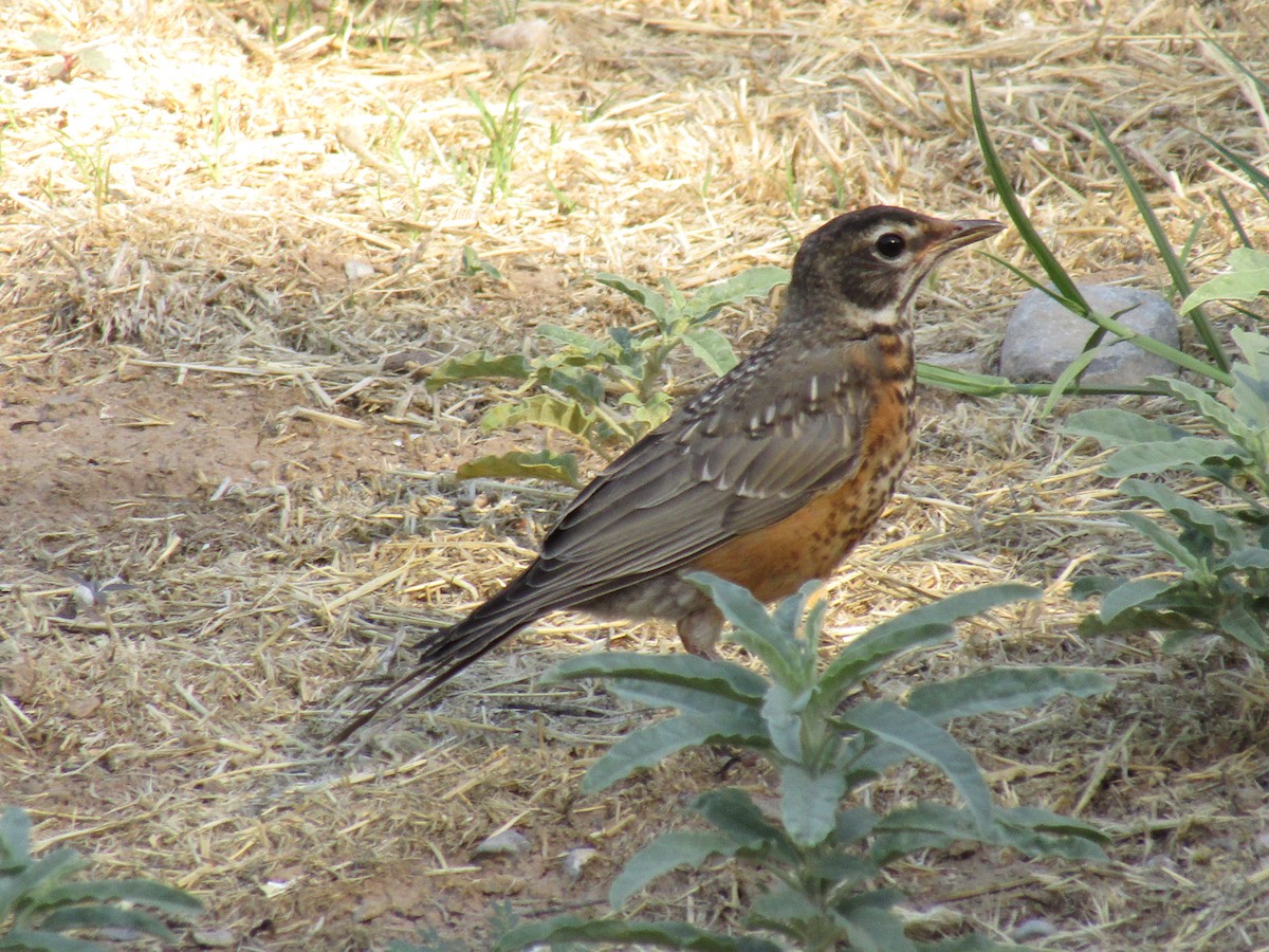 American Robin - ML647879928