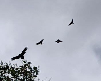 Wedge-tailed Eagle - ML647879929