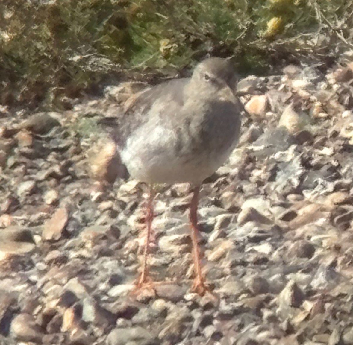 Pettegola - ML647879931