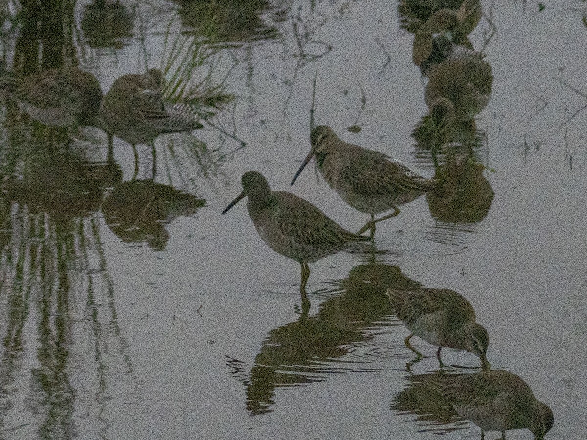 Limnodromo pettorossiccio - ML647879933